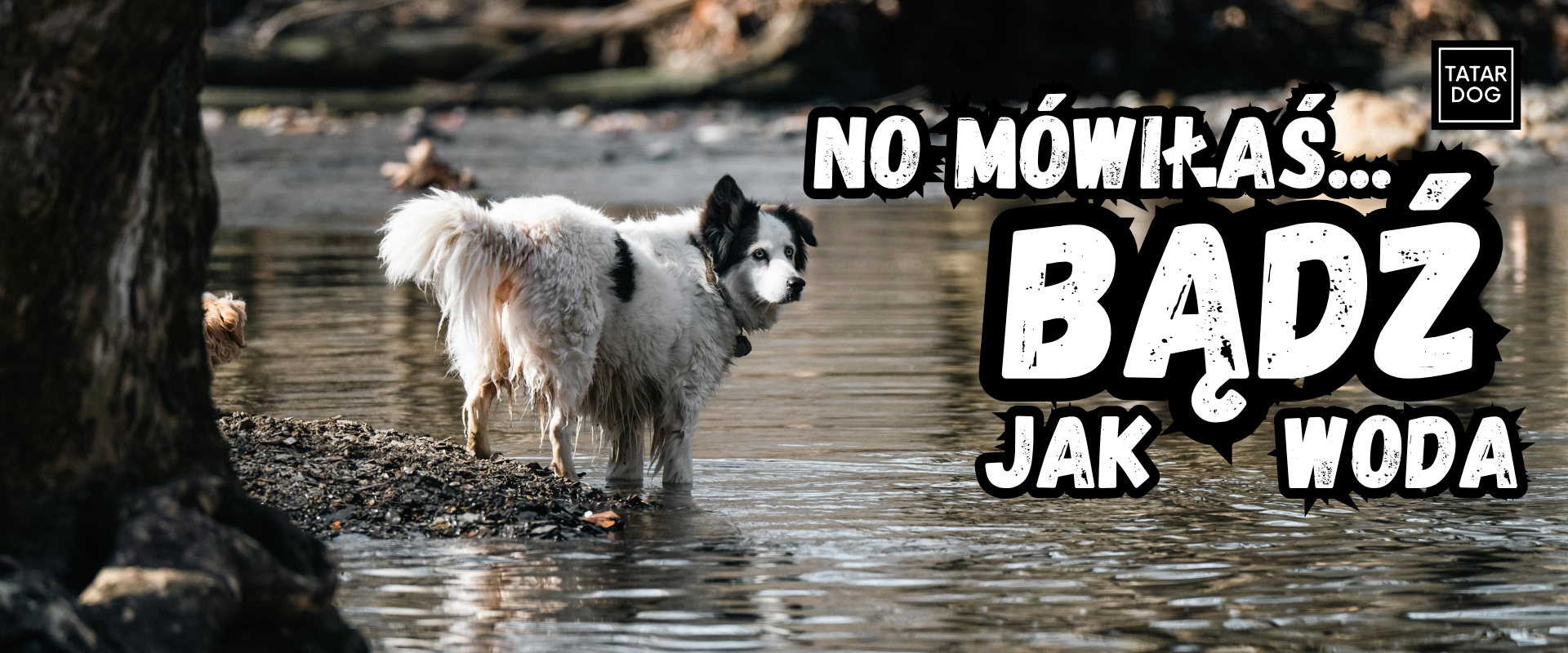 Pomysły na poranny rytuał z psem